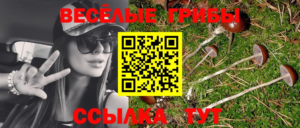 Псилоцибиновые грибы Cubensis Тверь